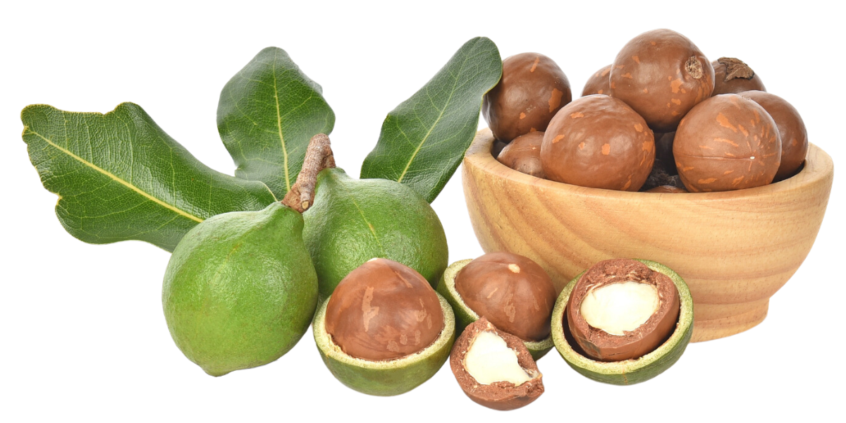 Macadamian nuts by Plath Magadamia