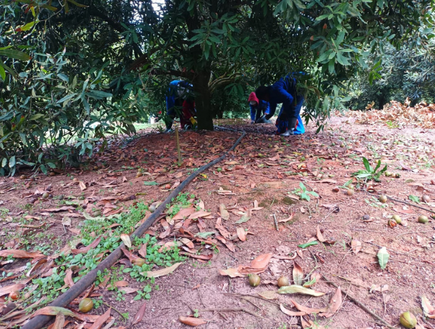 Picking Macadamian Nuts